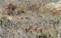 Certhilauda curvirostris