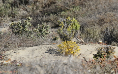 Certhilauda curvirostris