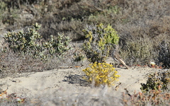 Certhilauda curvirostris