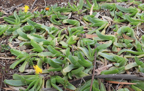 Image of Long Tonguefig (Glottiphyllum longum) by no rights reserved