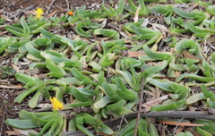 Glottiphyllum longum
