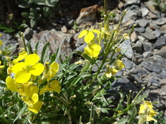 Erysimum duriaei pyrenaicum