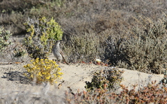 Certhilauda curvirostris