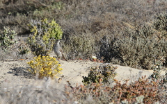 Certhilauda curvirostris