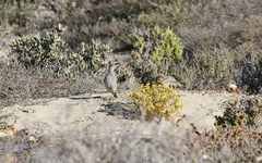 Certhilauda curvirostris