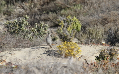 Certhilauda curvirostris