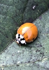 Harmonia axyridis