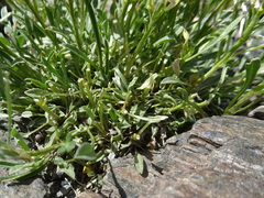 Erysimum duriaei pyrenaicum