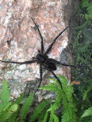 Dolomedes scriptus