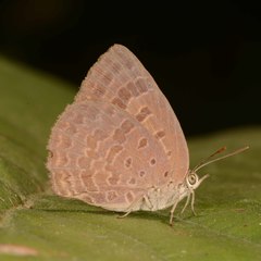 Arhopala atrax