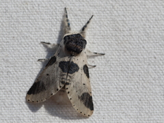 Furcula modesta