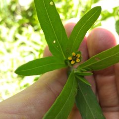 Melampodium sericeum