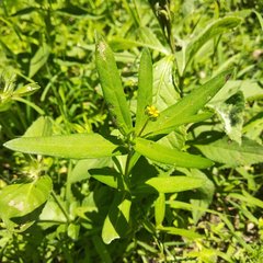 Melampodium sericeum