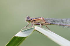 Ischnura elegans
