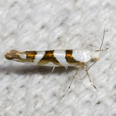 Argyresthia calliphanes