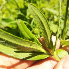 Melampodium sericeum