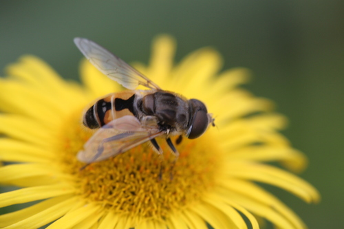 Eurasian Drone Fly, Alkmaar, Nederland, photo 8 of 10