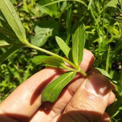 Melampodium sericeum