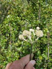 Angelica capitellata