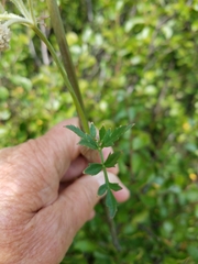Angelica capitellata