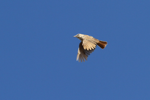 dune lark (Calendulauda erythrochlamys)