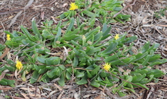 Glottiphyllum longum