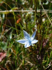 Lomatogonium carinthiacum