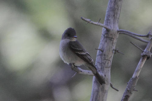 iNaturalist observation photo of Western Wood-Pewee
