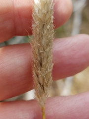 Alopecurus saccatus