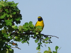 Euphonia trinitatis