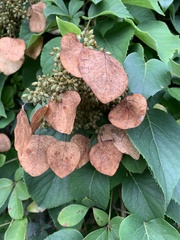Hydrangea hydrangeoides