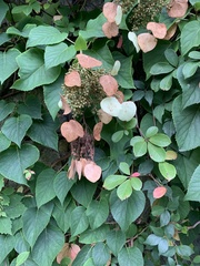 Hydrangea hydrangeoides
