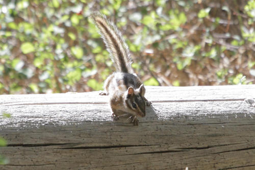 iNaturalist observation photo of Long-eared Chipmunk