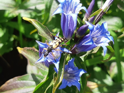 fuzáč škvrnitý (Rutpela maculata)