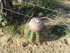 Melocactus curvispinus caesius