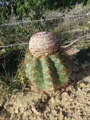 Melocactus curvispinus caesius