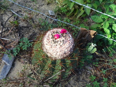 Melocactus curvispinus caesius