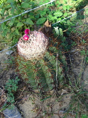 Melocactus curvispinus caesius