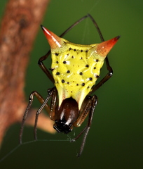 Micrathena flaveola