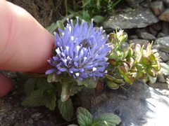 Jasione crispa