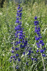 Delphinium cyananthum