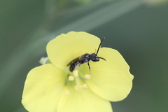 Lasioglossum