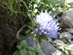 Jasione crispa