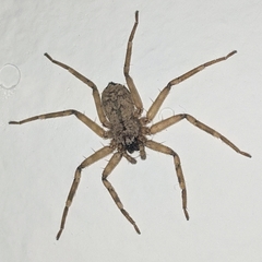 Araneae