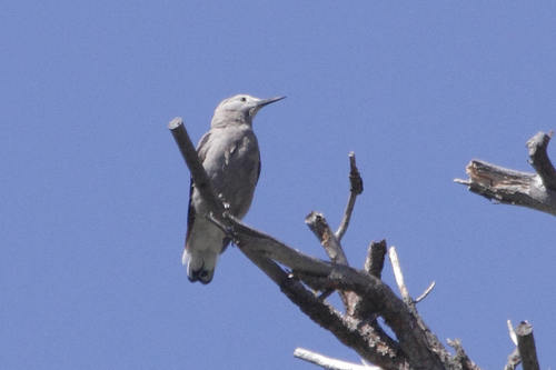 iNaturalist observation photo of Clark's Nutcracker