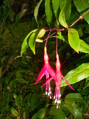 Fuchsia regia