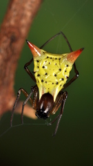 Micrathena flaveola