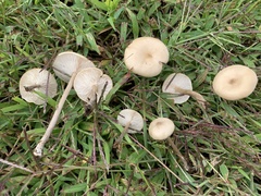 Melanoleuca griseobrunnea