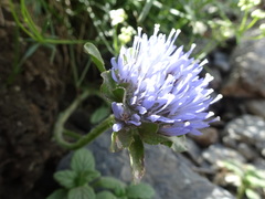 Jasione crispa