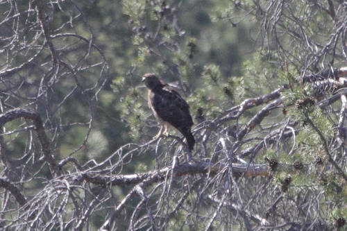 iNaturalist observation photo of Red-tailed Hawk